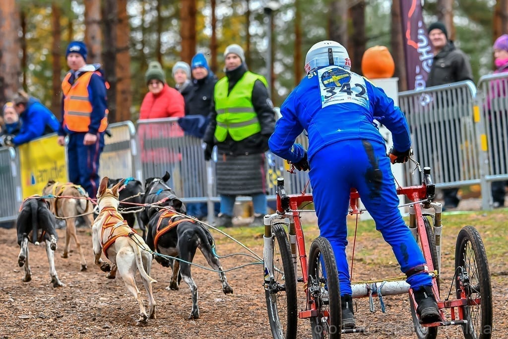 EM Draghund Nybro 2018