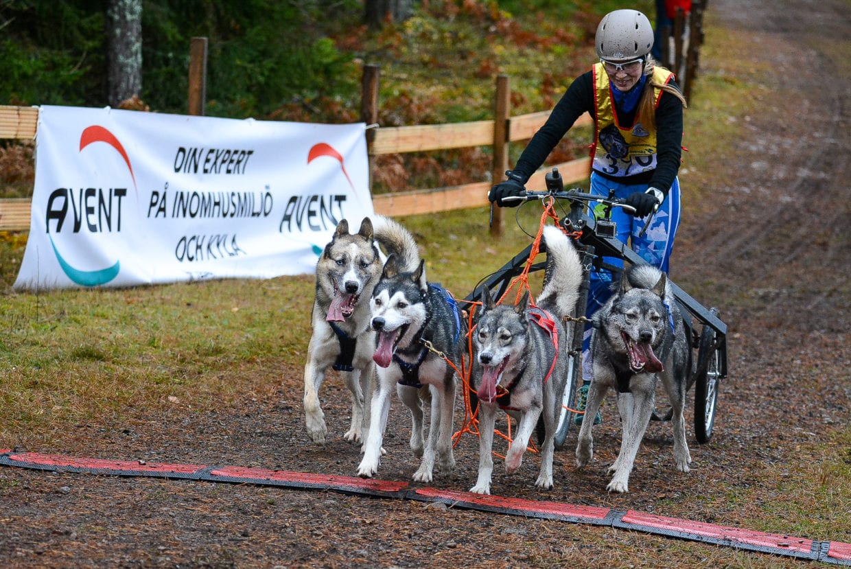 Sleddog Nybro 2019