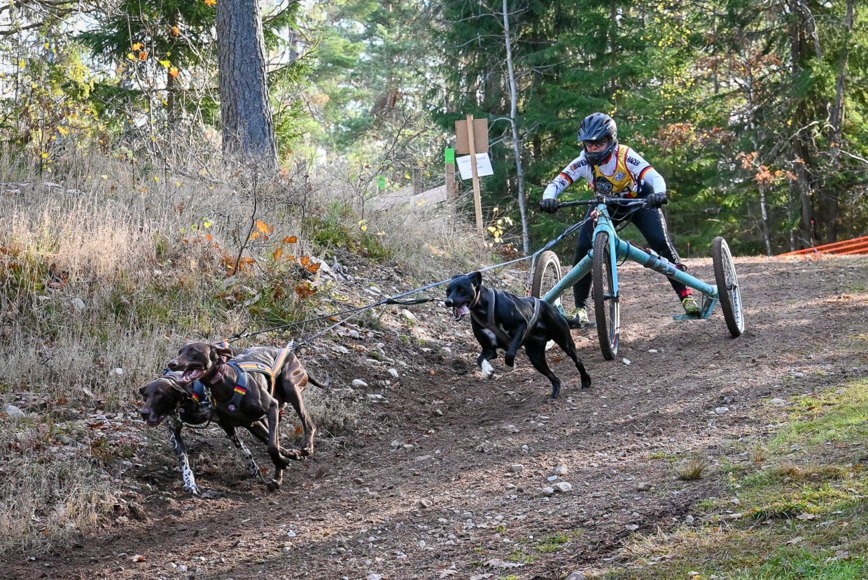 Draghunds VM 2019 Nybro